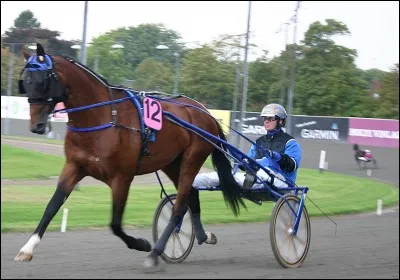 Le premier jour de l'an 2017, Timoko est devenu le trotteur le plus riche de l'histoire devançant Ready Cash. Mais quel était son classement ce jour-là ?