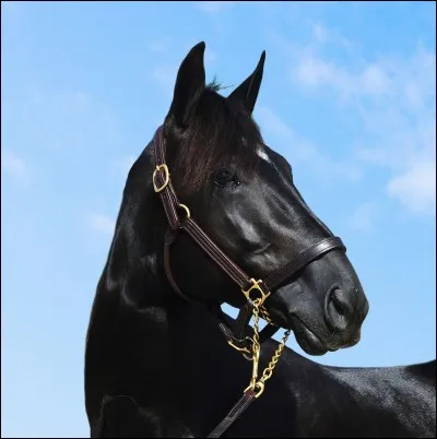 Complétez cette suite : Meaulnes du Corta, Olga du Biwetz, The Best Madrik, Main Was As, Yarrah Boko, Timoko...