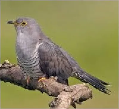 Qui se fait passer pour un fou pour échapper à la prison dans "Vol au-dessus d'un nid de coucou" ?