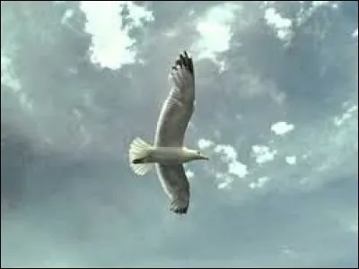 "Il est libre Max ! Y'en a même qui disent qu'ils l'ont vu voler".
Qui chantait cette chanson en 1981 ?