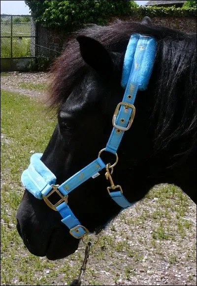 Quel licol mettre quand on fait du travail en main ?