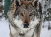 Quiz ~ Le chien-loup tchécoslovaque ~