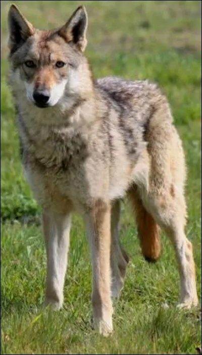 Par quel autre nom est-il souvent appelé ?