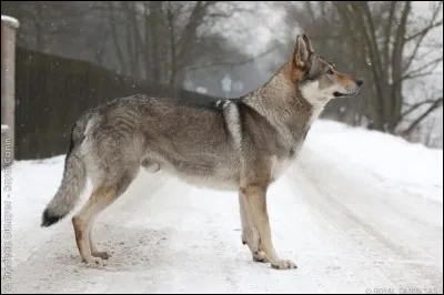 Combien mesure-t-il ?