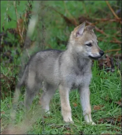 Quel est sa longévité (durée de vie) ?