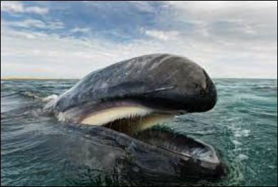 Chez la baleine, quel nom donne-t-on aux lames cornées qui garnissent leurs mâchoires ?