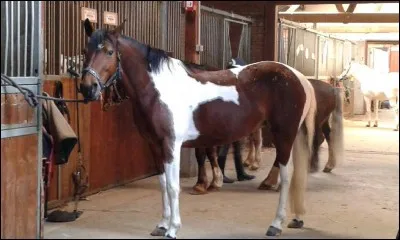 Quelle est la robe de cette ponette ?