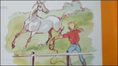 Comment procéder pour attraper un cheval en liberté ?