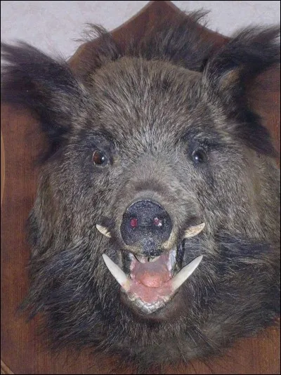 Et si vos remarques acerbes me font mal, tant pis, ...