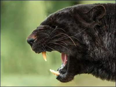 Je ne suis pas du genre à tendre la joue gauche, si vous me cherchez, je peux vous mettre un coup de boule dans ...