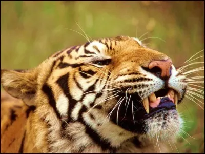 Je vous en veux énormément !