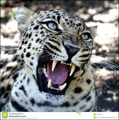 Méfiez-vous, je suis prêt à vous attaquer !