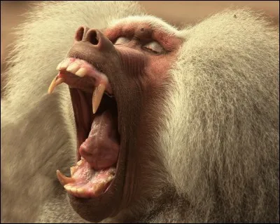 Je me vengerai, soyez-en sûrs !