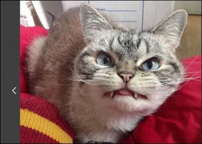 Madame, vous êtes très directe, vous n'avez pas votre langue dans votre poche !