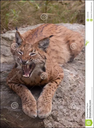 Le repas était délicieux, mais trop abondant, je suis ballonné !