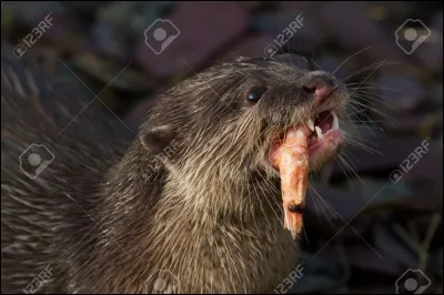 Je suis d'un naturel calme, mais il m'arrive de m'énerver, ...