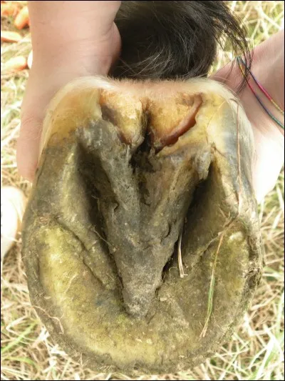 Comment s'appelle la partie en triangle sous les sabots ?