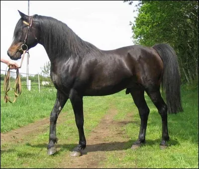 Quelle est cette race ?