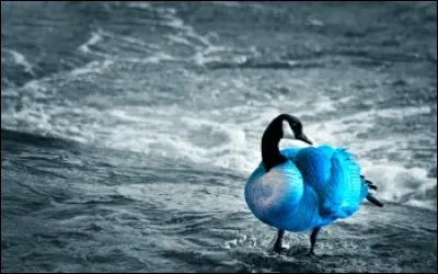 Lequel de ces oiseaux de dessin animé dit souvent : « C'est vraiment trop inzuste ! » ?