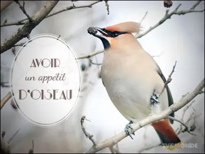 Que signifie l'expression "avoir un appétit d'oiseau" ?