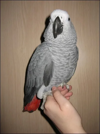 Quel est le nom de ce perroquet ?