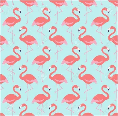 Quel est le nom de cet oiseau ?