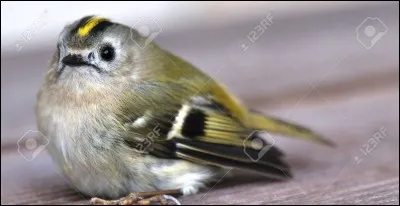 Quel est le nom de cet oiseau ?