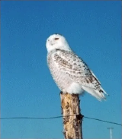Quel est l'emblème aviaire (oiseau national) du Québec ?