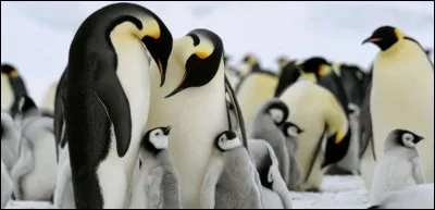 Où le manchot vit-il ?