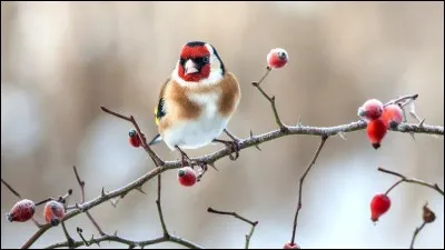 Vrai ou faux ? Les oiseaux sont tous des vertébrés.