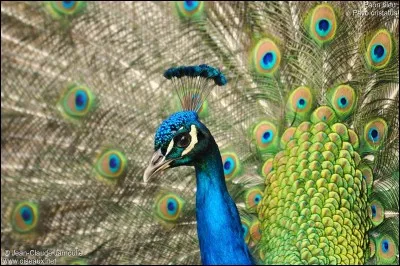 Le paon bleu a plus de _____ magnifiques plumes.