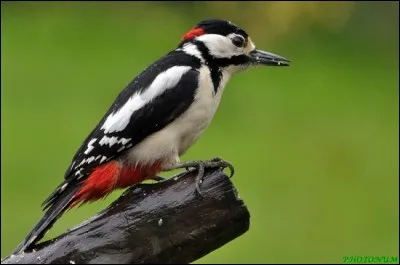 Quelle est la particularité du pic épeiche ?