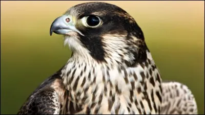 A quelle vitesse la faucon pèlerin est-il capable de voler quand il pique ?