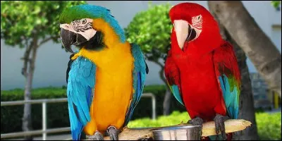 Combien existe-t-il d'espèces différentes dans la famille des perroquets ?