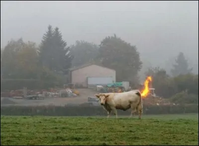 Les vaches produisent du méthane.