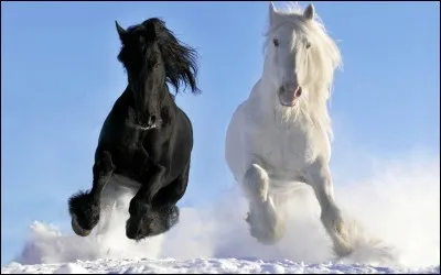 Quel aliment cru ne doit-on jamais donner à un cheval ?