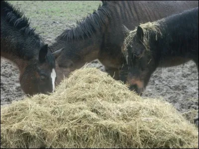 Quelle action n'est pas utile avant de donner les rations ?