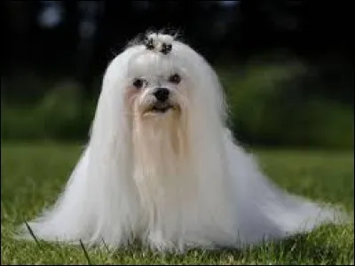 Quelle est la race de ce chien ?