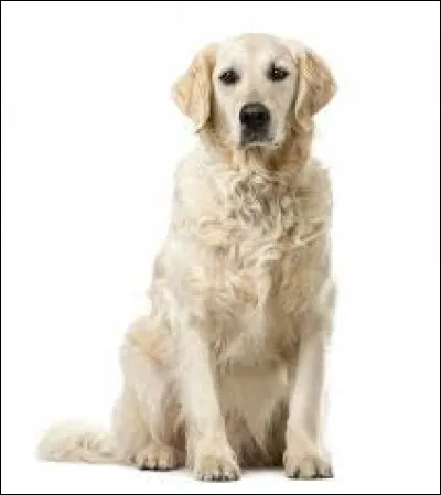 Quelle est la race de ce chien ?