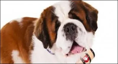 Quelle est la race de chien ?