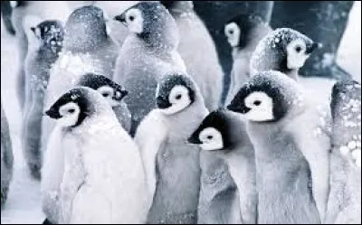 Où le pingouin vit-il ?