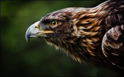 De quel pays, l'aigle est-il le symbole ?