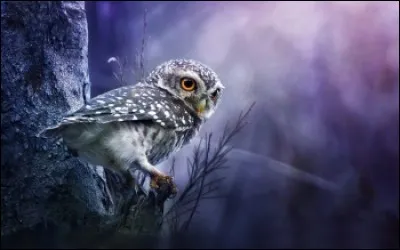 Lequel de ces oiseaux est nocturne, c'est-à-dire, qui vit la nuit ?
