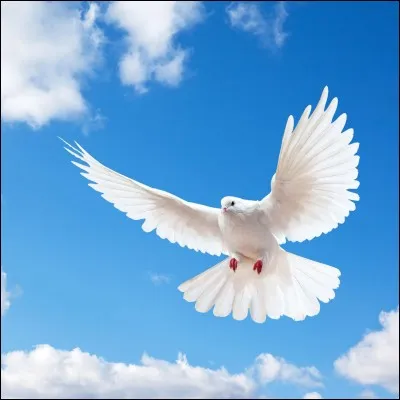 Quel est le symbole de la blanche colombe ?