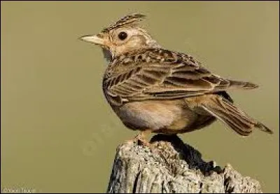 Complétez - Alouette, gentille alouette, Alouette...