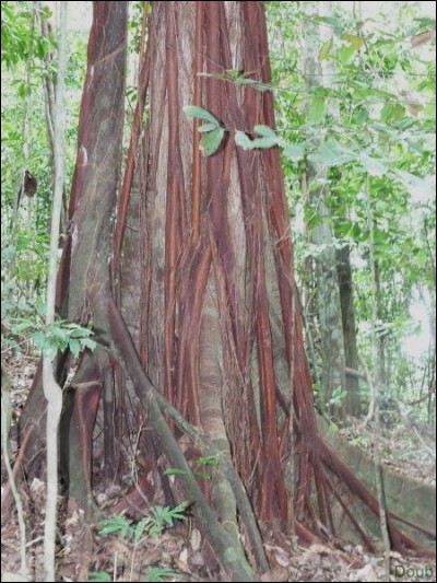 Quelle est cette espèce d'arbre présent en Guyane ?