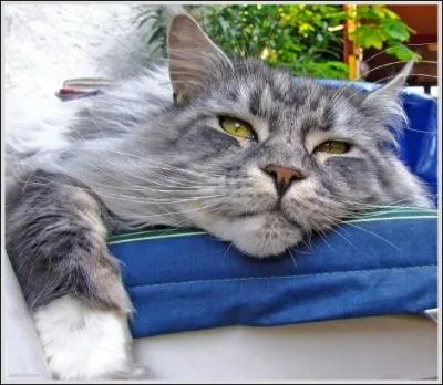 Ce correspondant de l'AFP en rgion rame tellement pour trouver des sujets l't que...