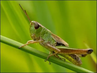 C'est un criquet. À qui appartient cet animal ?