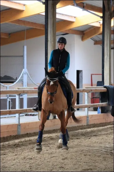 Ce cheval a le pli à :