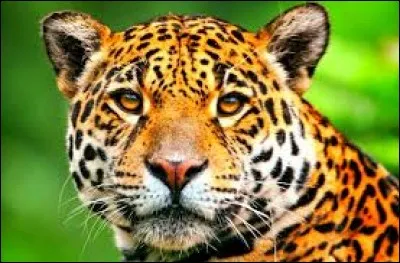 Le jaguar mange des caïmans.